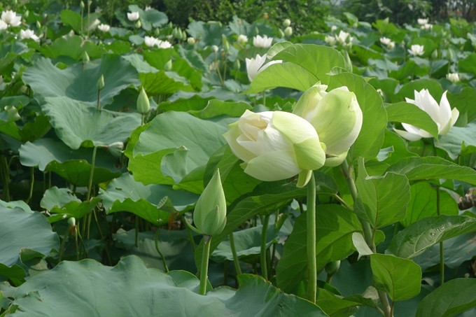 Những bông sen Tịnh Đế to đều, cân bằng nhau, màu sắc như nhau và thường nở cùng nhau. Ảnh: Đảng cộng sản