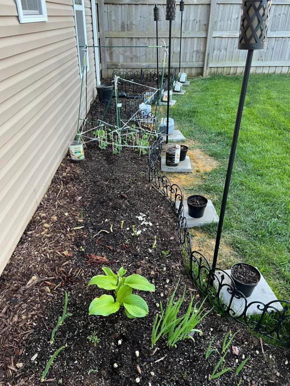 Doanh nhân Louis Trần trồng cây xung quanh nhà. Ảnh: FBNV