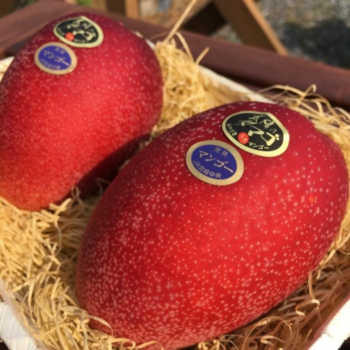 Quy trình trồng và chăm sóc xoài Taiyo no Tamago đòi hỏi rất nhiều công phu từ việc bọc lưới cho từng trái để tạo hình hoàn hảo, đặt lưới dưới gốc cây để chống đổ ngã...Vì thế, xoài có giá lên tới 4.600 USD/cặp. Ảnh: Thefederal