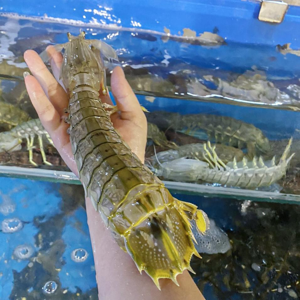 Tuy nhiên, những con tôm tít cỡ đại khoảng 200g/con có giá lên tới 1,4 - 1,8 triệu đồng/kg. Thậm chí, vào dịp lễ, tết, loại tôm này còn được rao bán lên đến 3 - 4 triệu đồng mỗi kg. Ảnh: Hải sản Quảng Ninh