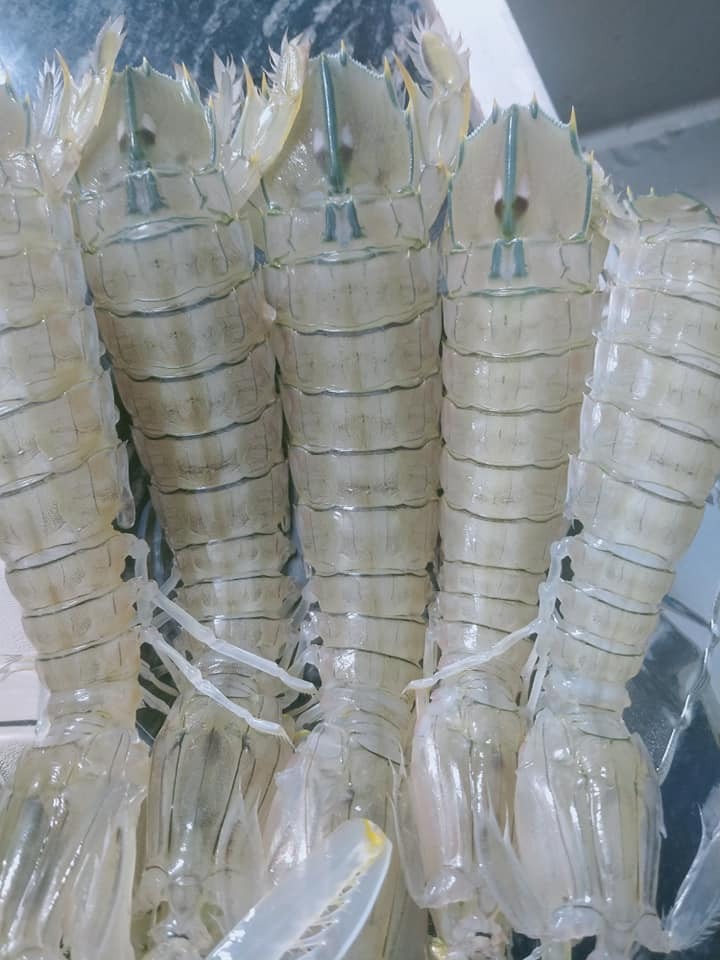 Dù đắt như vậy song khách hàng cũng không dễ mua được. Bởi, trong hàng nghìn con bề bề mới có một con cỡ to như thế. Ảnh: Facebook