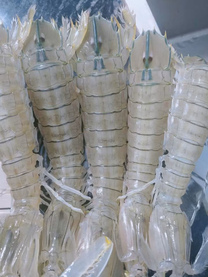 Dù đắt như vậy song khách hàng cũng không dễ mua được. Bởi, trong hàng nghìn con bề bề mới có một con cỡ to như thế. Ảnh: Facebook