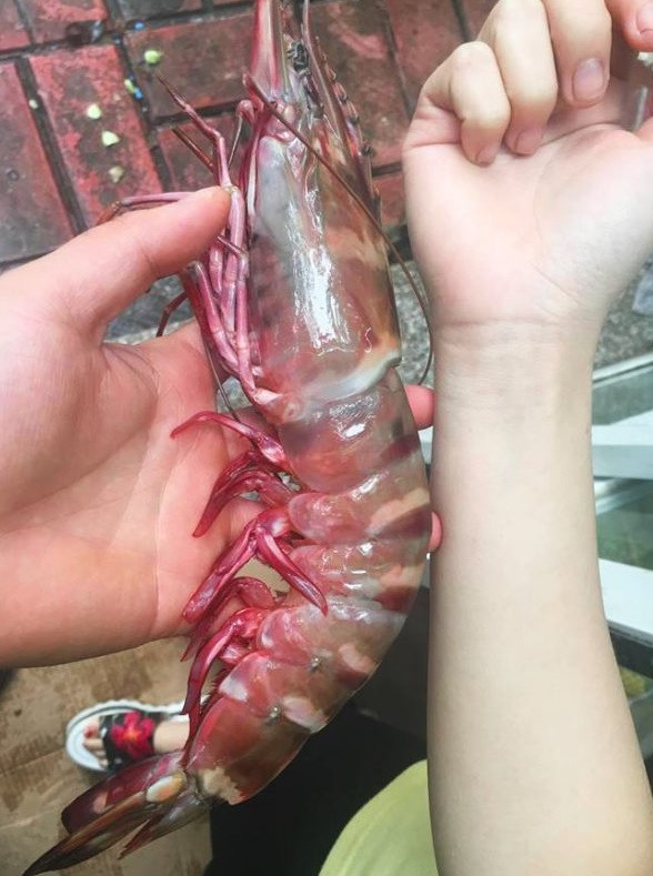 Trên thị trường, tôm sú cọp mẹ tươi sống có giá 1,7 triệu đồng/kg (loại 5-8 con/kg). Trong khi đó, hàng ướp đá từ 850.000 - 950.000 đồng/kg. Ảnh: Haisanquangninh