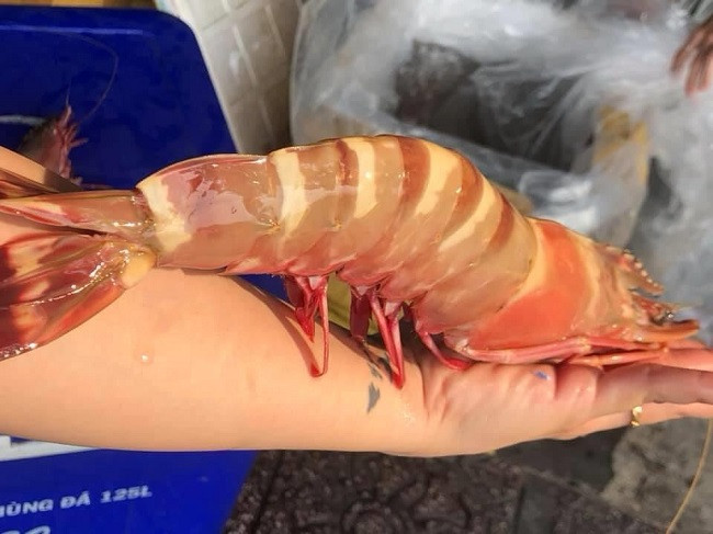 Tôm sú cọp mẹ thường nặng từ 1,5-2 lạng/con (5-7 con/kg), thậm chí có con nặng tới 2,5 lạng. Ảnh: Food News