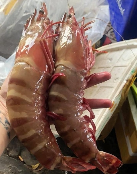 Loại tôm này có vỏ bên ngoài màu tím, lưng có kẻ ngang màu vàng nhạt, nhìn vằn vện kiểu giống màu lông hổ. Ảnh: Haisanquangninh