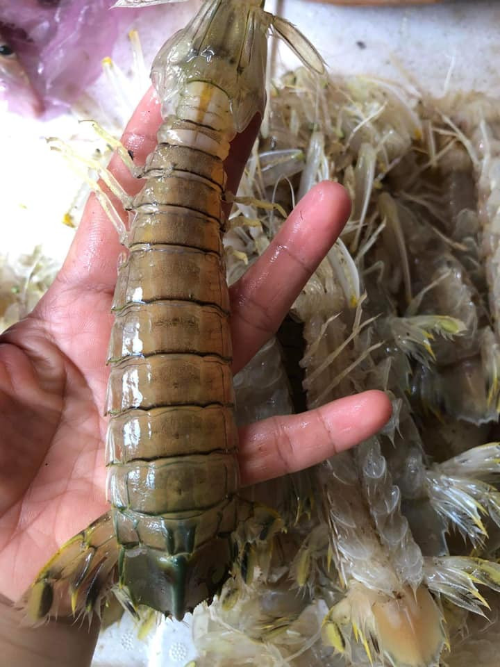 Đặc này nở rộ vào khoảng tháng 4 - 5, trọng lượng trung bình 15-20 con/kg, giá khoảng 200.000 - 250.000 đồng/kg. Ảnh: Facebook