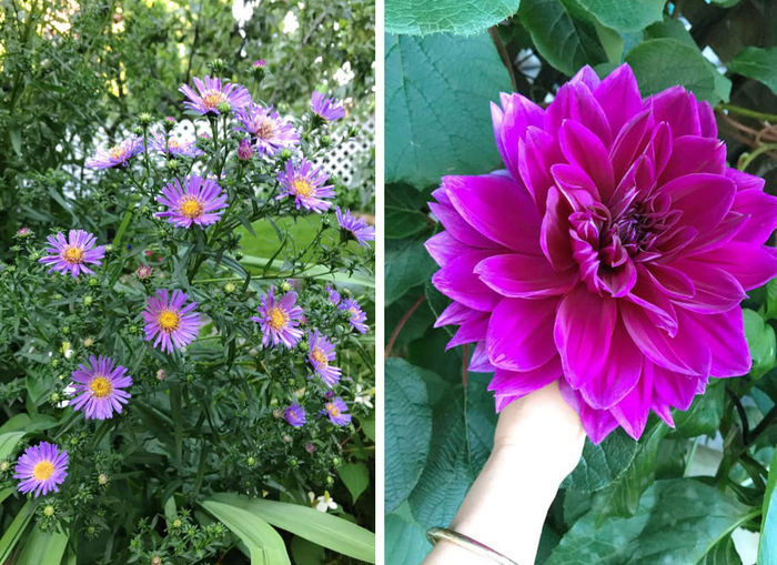 Các loại hoa đua nhau khoe khắc theo mùa. Nguồn ảnh: FBNV