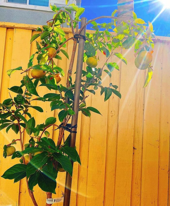 Cây hồng trồng ngay cạnh rào gỗ ra quả đẹp mắt.