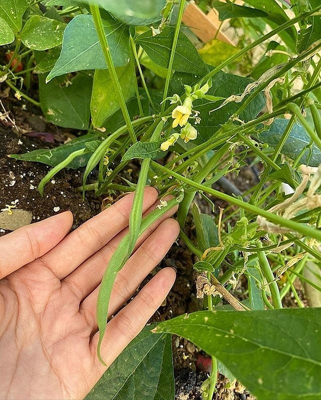 Dù bận rộn với công việc, Phạm Hương vẫn dành thời gian trồng và chăm sóc khu vườn đầy rau củ quả Việt Nam.