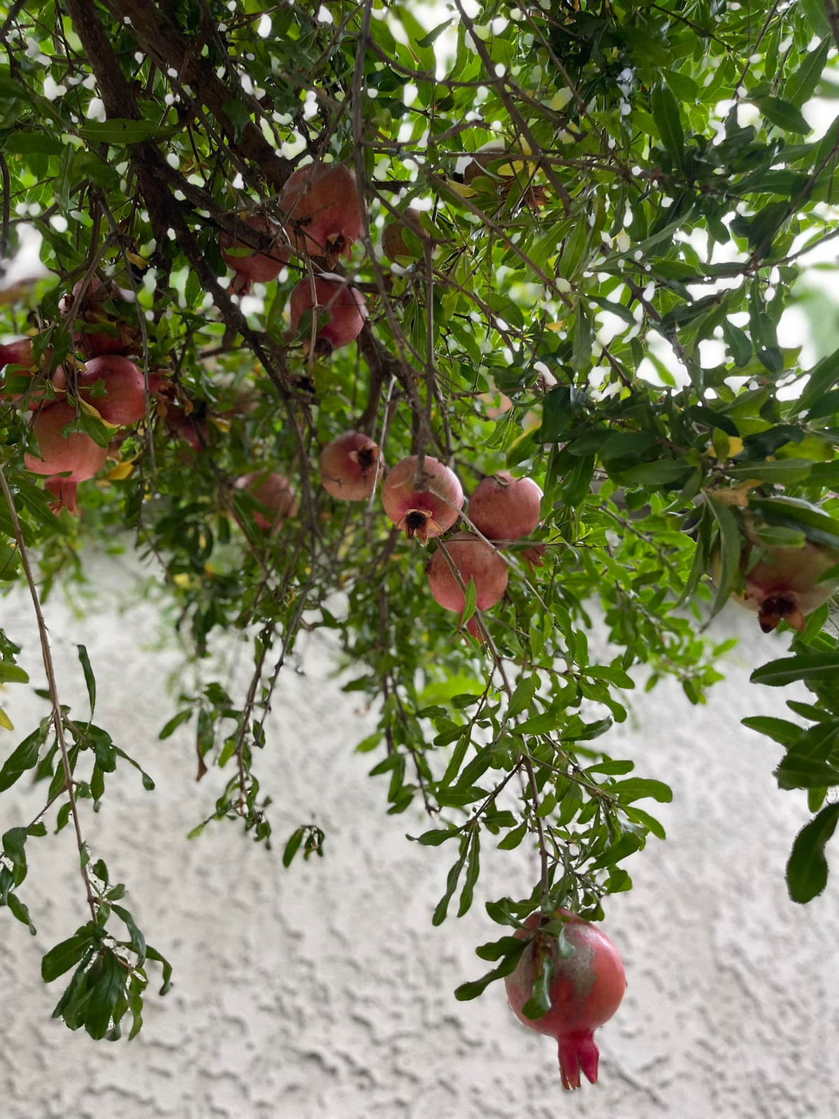 Ngoài ra, trong vườn nhà Kim Hiền ở Mỹ còn có cây lực sai trĩu quả.