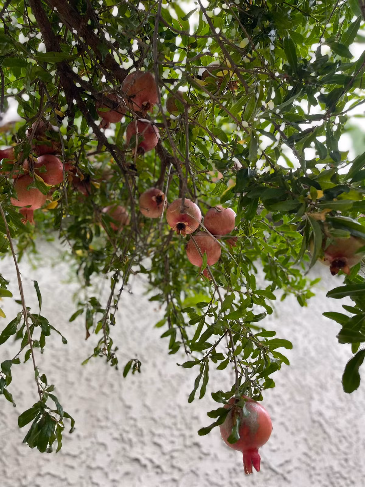 Ngoài ra, trong vườn nhà Kim Hiền ở Mỹ còn có cây lực sai trĩu quả.