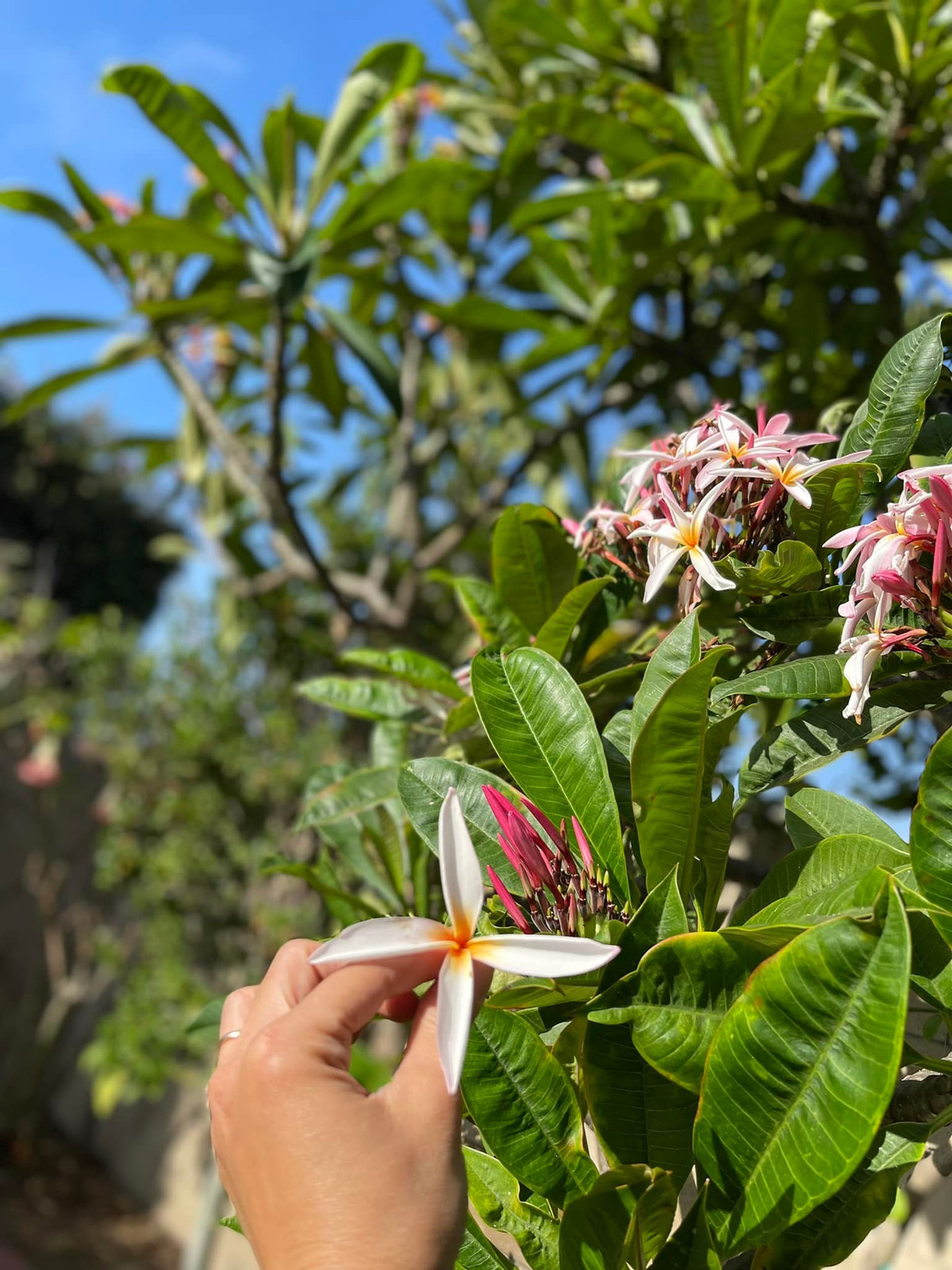 Hoa sứ trong vườn của Kim Hiền có nhiều màu sắc khác nhau.