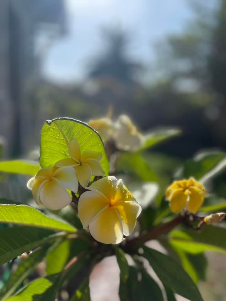 Loại hoa nào cũng xanh tốt và nở hoa thơm ngát.