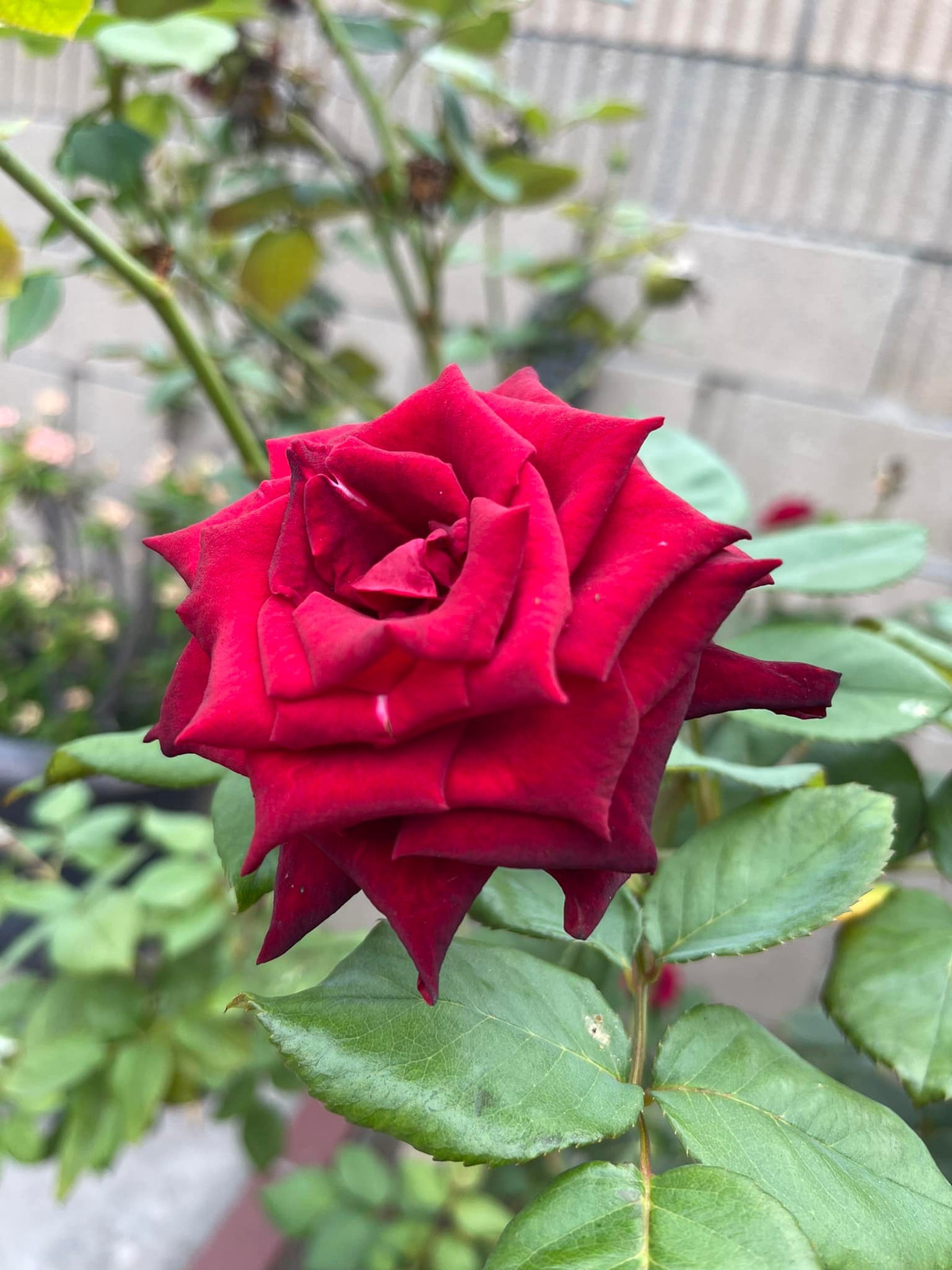 Hoa hồng cũng đa đạng sắc màu.