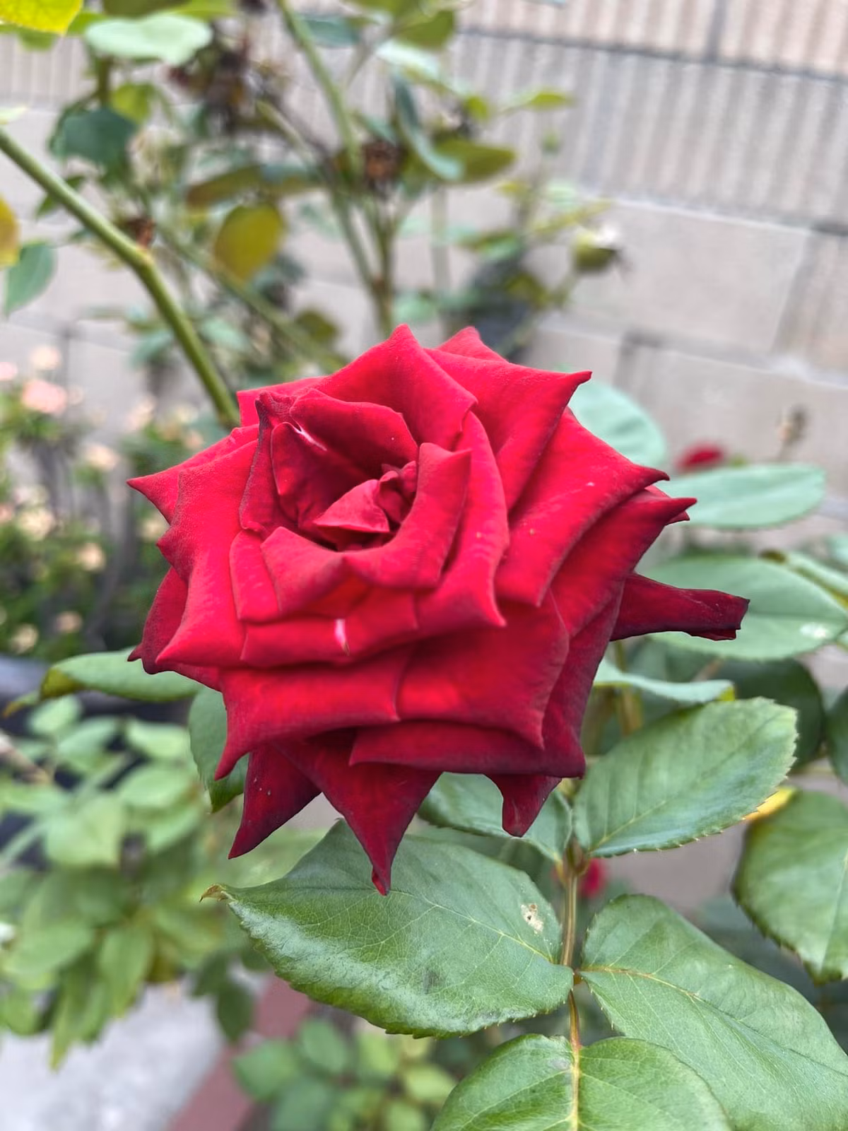 Hoa hồng cũng đa đạng sắc màu.