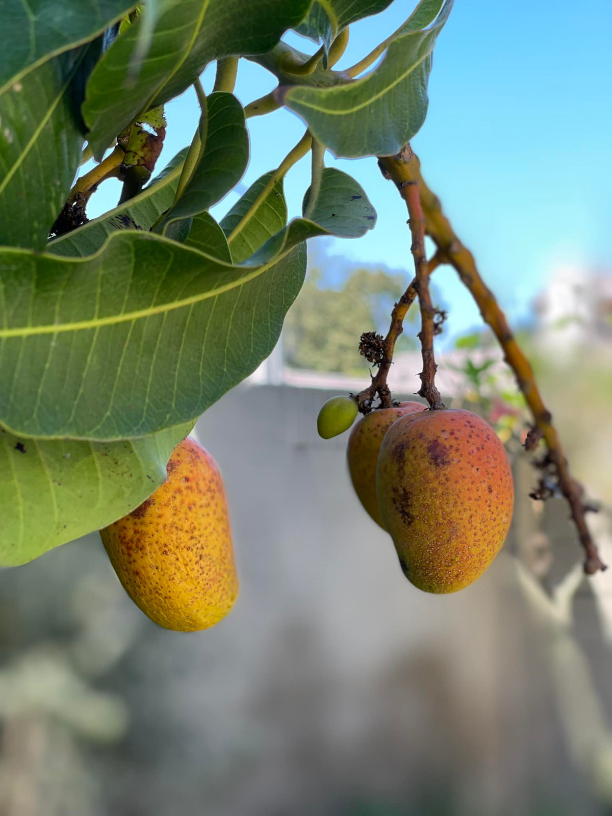 Là người yêu thiên nhiên nên Kim Hiền tự tay trồng và chăm sóc nhiều loại cây ăn trái và hoa khác nhau.