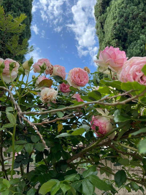 Hoa hồng bung nở rực rỡ.