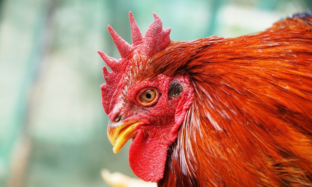 Bên cạnh ngoại hình bắt mắt, gà trống thiến còn được ưa chuộng vì thịt thơm, đậm, dai chứ không quá mềm như thịt gà công nghiệp và không quá dai như gà ta. Ảnh: Dân trí