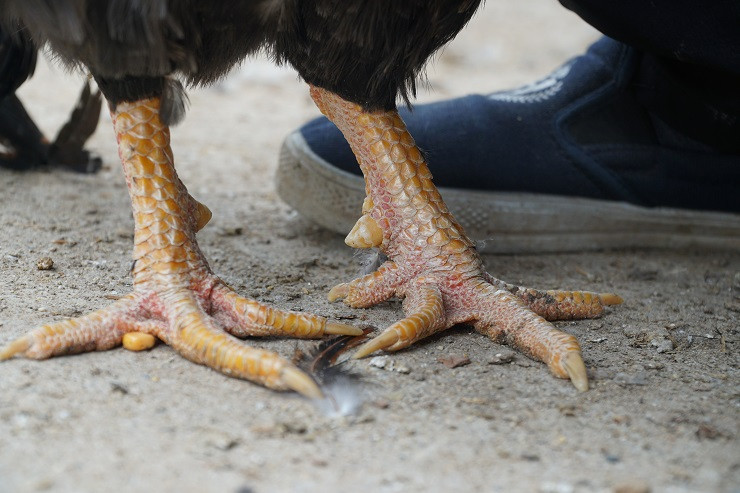 Chân của loại gà này rất vàng và nổi bật là 2 hàng chỉ đỏ 2 bên rất dễ nhận biết. Lớp da như lớp vảy rồng rất đặc biệt. Ảnh: Dân Việt