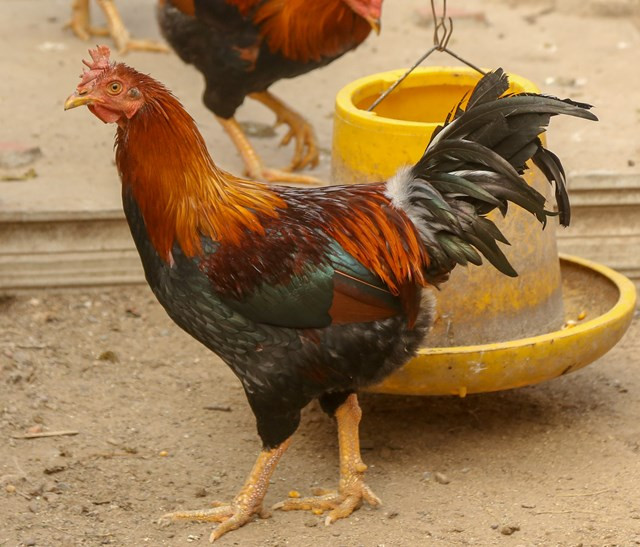 Gà thái giám được cắt bỏ tinh hoàn nhằm hạn chế tính đực nên lông lúc nào cũng óng mượt, bắt mắt. Ảnh: Daidoanket