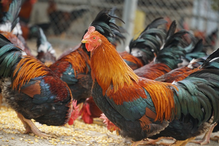 Những ngày giáp Tết Nguyên đán, thương lái khắp nơi đổ về đây để lựa chọn những con gà trống thiến đẹp nhất phục vụ nhu cầu quà biết Tết. Ảnh: Dân Việt