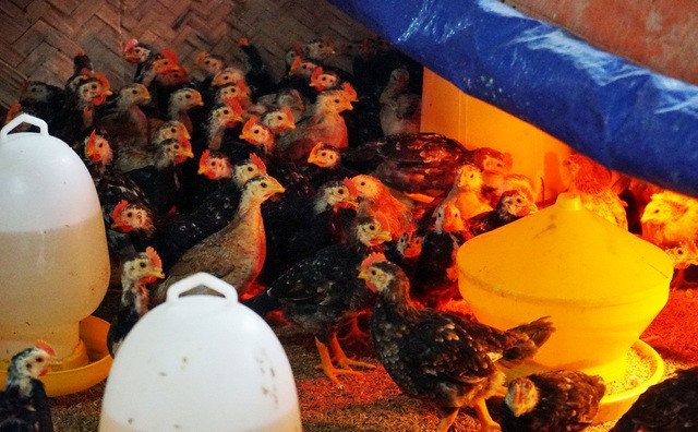 Sở dĩ gà trống thiến đắt là bởi chúng được chọn từ trứng chọn đi. Trứng gà được ấp từ tháng giêng, sau 60-70 ngày, chọn những cá thể khỏe mạnh, nổi trội về ngoại hình và đạt trọng lượng từ 0,8-1kg thì mang đi thiến. Ảnh: Dân trí