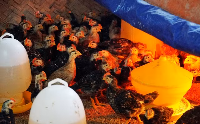 Sở dĩ gà trống thiến đắt là bởi chúng được chọn từ trứng chọn đi. Trứng gà được ấp từ tháng giêng, sau 60-70 ngày, chọn những cá thể khỏe mạnh, nổi trội về ngoại hình và đạt trọng lượng từ 0,8-1kg thì mang đi thiến. Ảnh: Dân trí