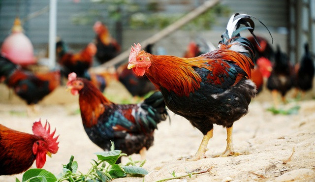 Nếu như các loại gà trống thông thường giá chỉ 90.000-120.000 đồng/kg thì gà trống thiến đắt gấp 3-4 lần, lên đến 300.000-400.000 đồng/kg. Ảnh: Dân trí