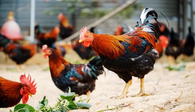 Nếu như các loại gà trống thông thường giá chỉ 90.000-120.000 đồng/kg thì gà trống thiến đắt gấp 3-4 lần, lên đến 300.000-400.000 đồng/kg. Ảnh: Dân trí