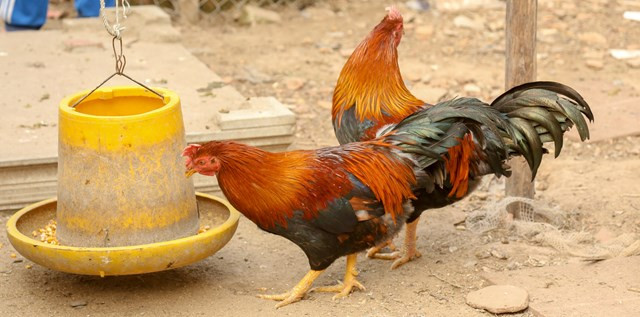 Gà trống thiến ở Đường Lâm được nuôi hoàn toàn bằng thóc, ngô và các loại ngũ cốc. Ngoài ra, được bổ sung thêm giun, dế, cua, ốc…Ảnh: Daidoanket