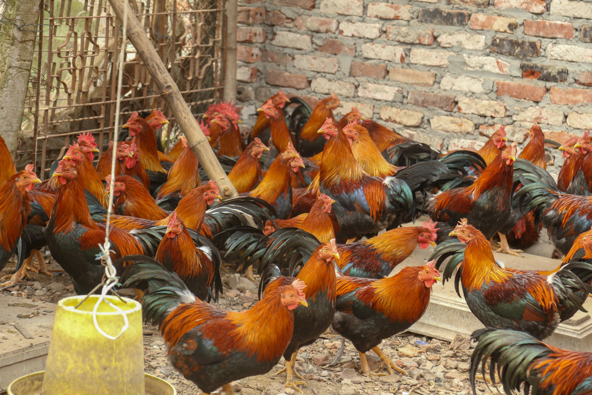 Vì vậy, dù có giá cao gấp nhiều lần gà thường nhưng gà trống thiến vẫn là mặt hàng rất đắt hàng. Ảnh: Daidoanket