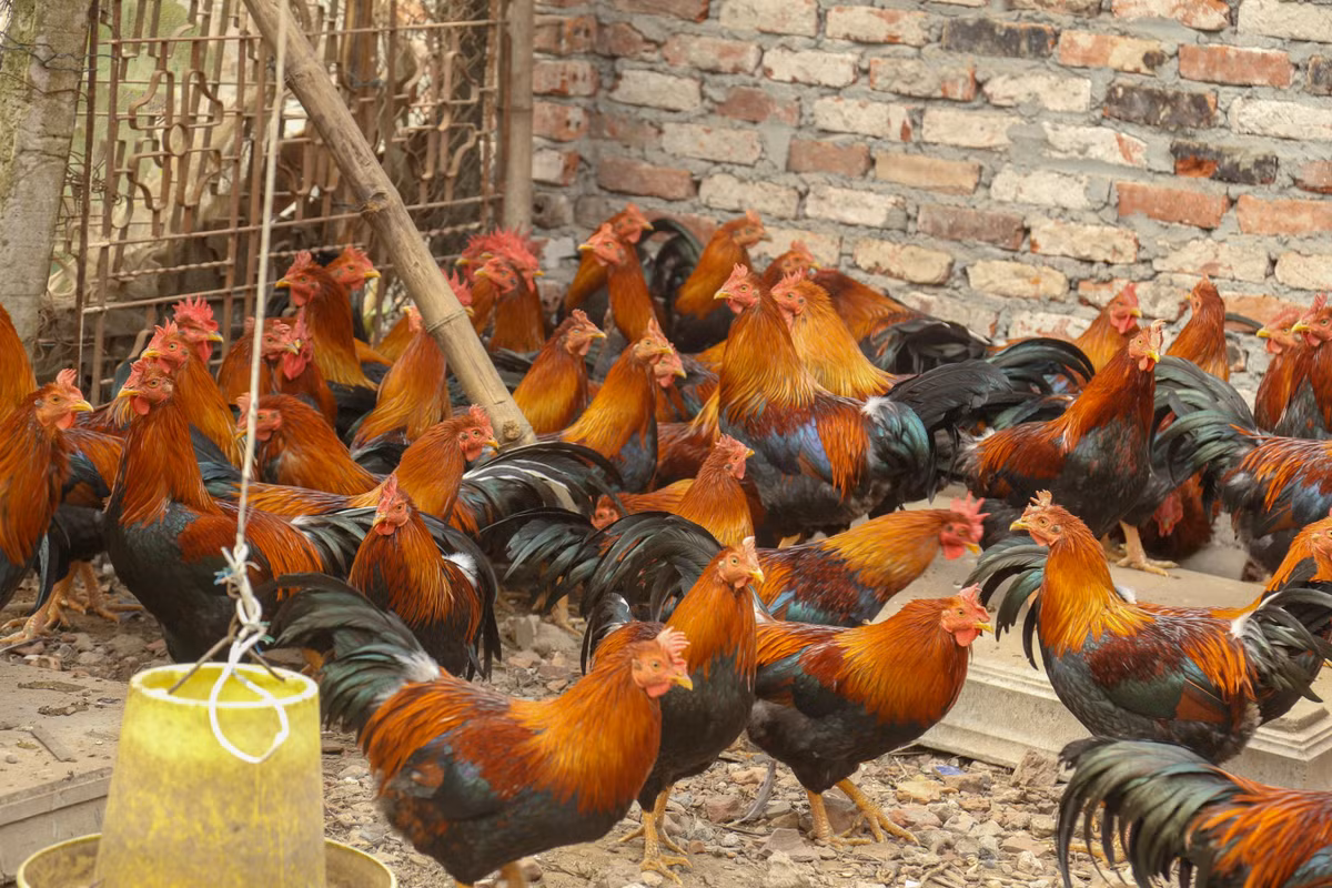 Vì vậy, dù có giá cao gấp nhiều lần gà thường nhưng gà trống thiến vẫn là mặt hàng rất đắt hàng. Ảnh: Daidoanket