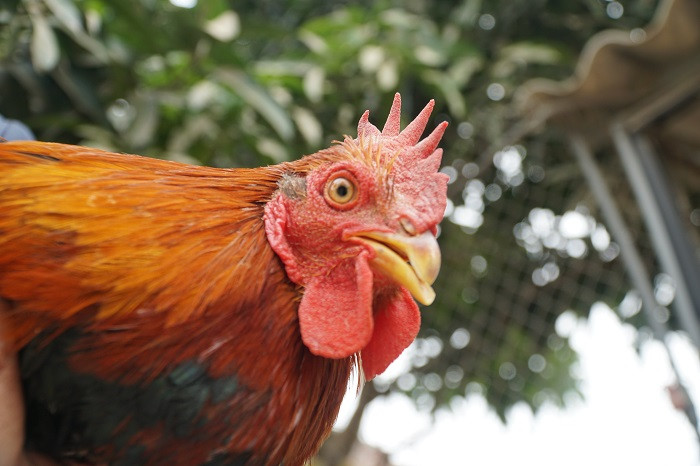 Để cầu mong một năm ấm no hạnh phúc, nhiều gia đình chọn những con gà trống thiến ngon nhất để dâng cúng cho tổ tiên. Ảnh: Dân Việt