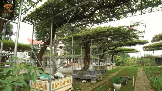 Ngoài bộ sưu tập gỗ quý, căn biệt thự của đại gia Thanh Hóa còn gây ấn tượng bởi khu vườn trồng hoa giấy. Những cây hoa giấy được sưu tầm về đều thuộc hàng cổ thụ, có tuổi đời khoảng vài chục năm.