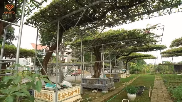 Ngoài bộ sưu tập gỗ quý, căn biệt thự của đại gia Thanh Hóa còn gây ấn tượng bởi khu vườn trồng hoa giấy. Những cây hoa giấy được sưu tầm về đều thuộc hàng cổ thụ, có tuổi đời khoảng vài chục năm.