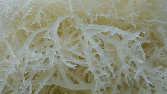 Rau đá biển hường mọc nhiều ở các tỉnh thành miền biển như đảo Phú Quý, Phú Quốc, Kiên Giang…Ảnh: Dân Việt