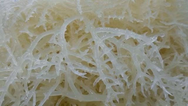 Rau đá biển hường mọc nhiều ở các tỉnh thành miền biển như đảo Phú Quý, Phú Quốc, Kiên Giang…Ảnh: Dân Việt