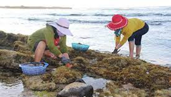Rau câu chân vịt sinh tồn trên đá biển nên rất khó để khai thác. Khi nước rút, người dân bám dần theo con nước đang rút để hái rau đá. Ảnh: Camnangdulichlyson