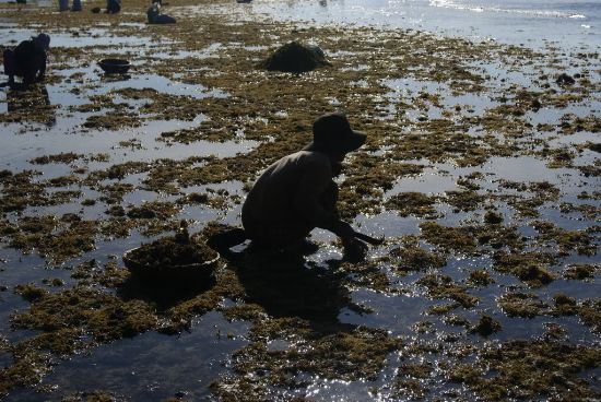 Dụng cụ để thu hái rau rất đơn giản chỉ là một cái thau và một cái liềm nhỏ. Ảnh: Baophunuonline