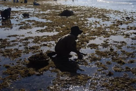 Dụng cụ để thu hái rau rất đơn giản chỉ là một cái thau và một cái liềm nhỏ. Ảnh: Baophunuonline