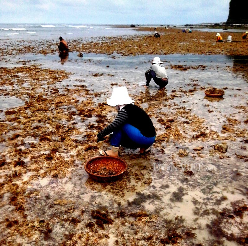 Rau đá biển có quanh năm. Mỗi ngày người dân có thể thu hoạch từ 5 - 7kg. Ảnh: Dân Việt