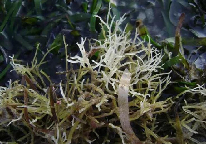 Vốn là loại rau dại mọc ven bờ biển nhưng giờ đây, rau đá biển đã trở thành thực phẩm được nhiều người săn lùng dù giá lên tới 800.000 đồng/kg. Ảnh: Dân Việt