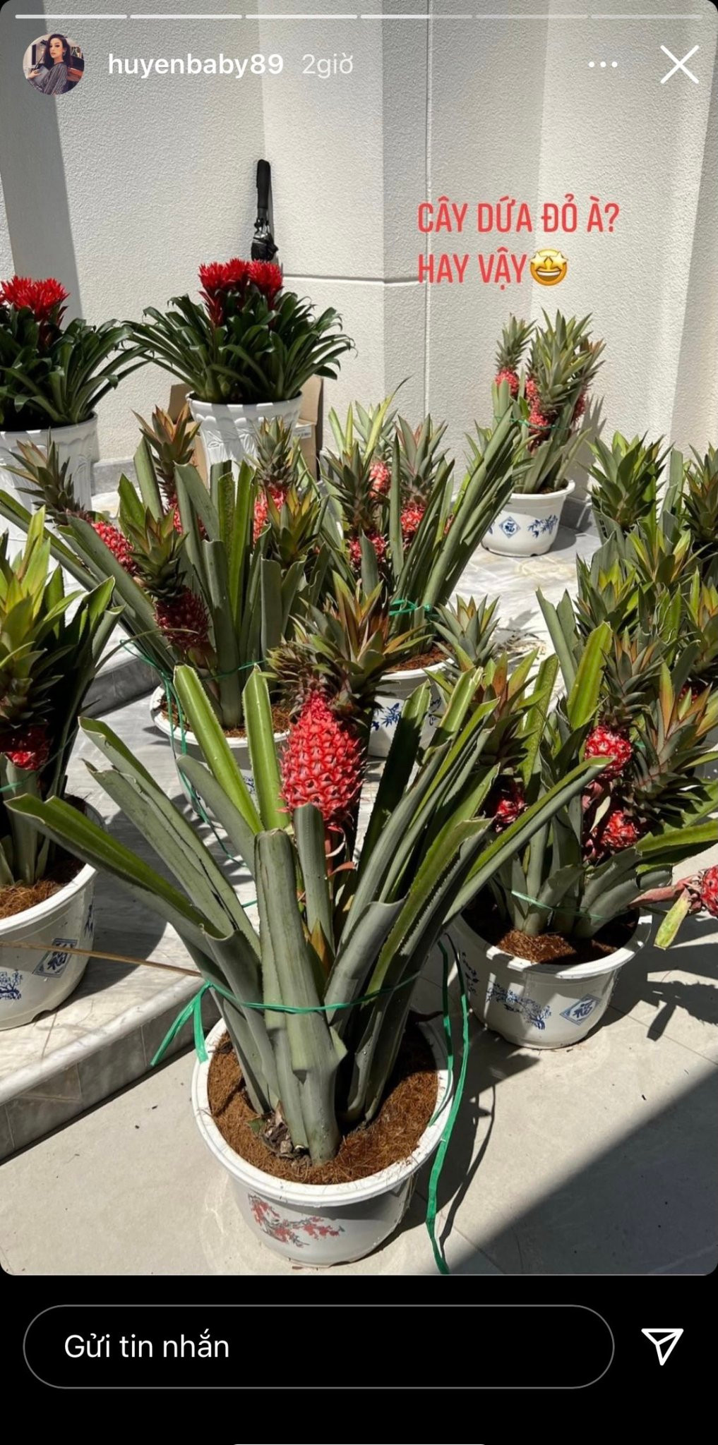 Huyền Baby tiết lộ tất cả quang cảnh, cây cỏ trong nhà đều do một tay chồng đại gia Quang Huy sắm sửa.