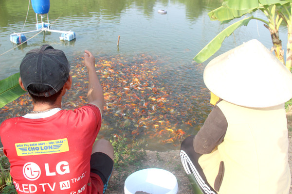 Nơi đây có khoảng hơn 20 hộ dân chuyên nghề nuôi cá chép cảnh phục vụ cho ngày cúng ông Công, ông Táo và cung cấp cho các đại lý kinh doanh cá cảnh tại nhiều tỉnh khác nhau. Ảnh: Báo Đồng Nai