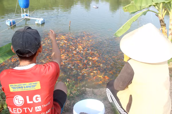 Nơi đây có khoảng hơn 20 hộ dân chuyên nghề nuôi cá chép cảnh phục vụ cho ngày cúng ông Công, ông Táo và cung cấp cho các đại lý kinh doanh cá cảnh tại nhiều tỉnh khác nhau. Ảnh: Báo Đồng Nai