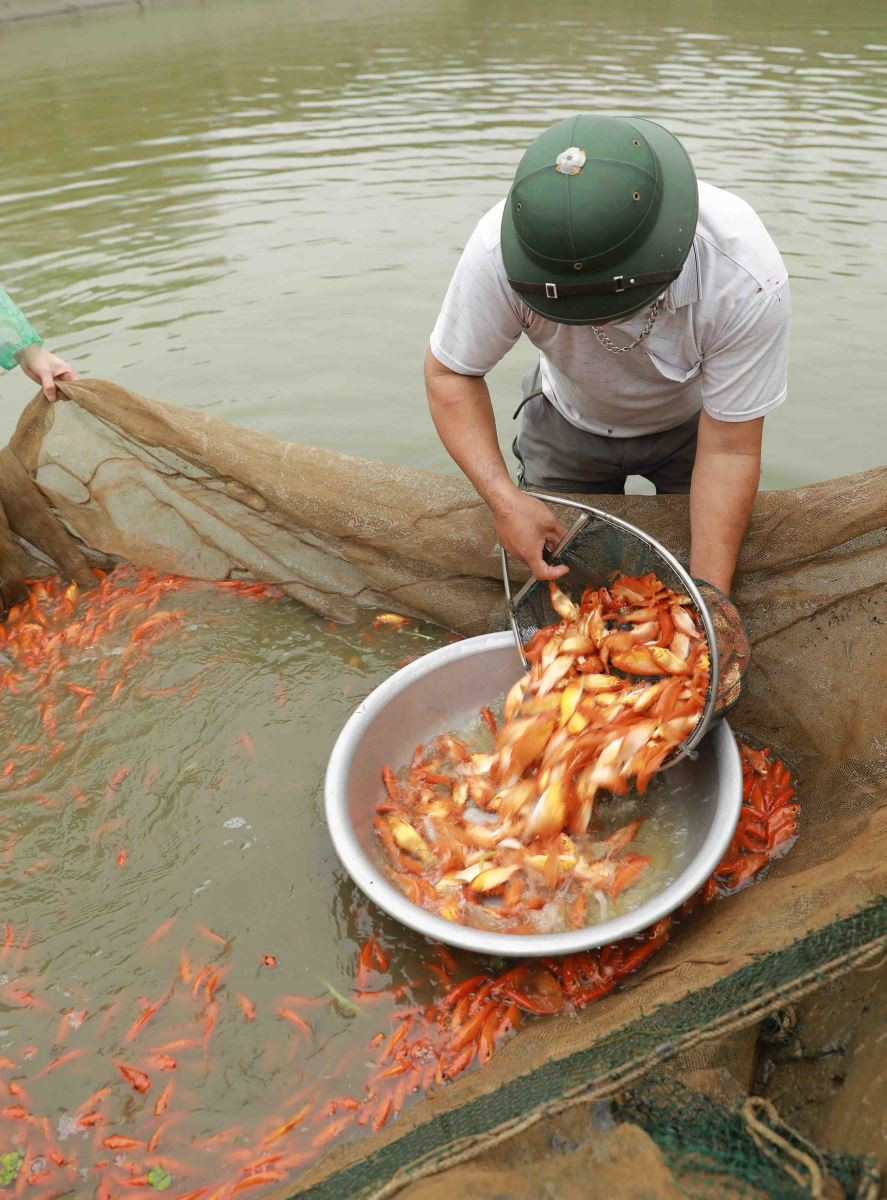 Năm nay, nhiều thương lái từ khắp nơi đổ về từ sớm, chờ đợi để chọn cho mình những chú cá khỏe mạnh nhất. Ảnh: TTXVN