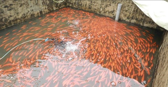 Cá chép đỏ làng Thủy Trầm có màu sắc đậm hơn so với ở các vùng nuôi khác. Ảnh: TTXVN