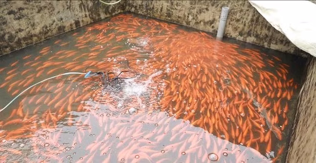 Cá chép đỏ làng Thủy Trầm có màu sắc đậm hơn so với ở các vùng nuôi khác. Ảnh: TTXVN