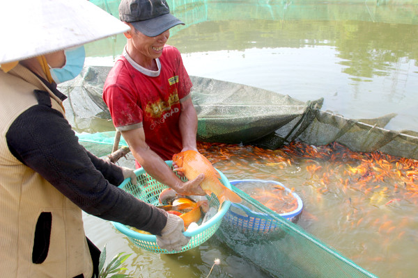 Làng cá chép Sông Mây hình thành từ hơn chục năm nay và được xem là một trong những vùng nuôi cá chép cảnh lớn nhất tại Đồng Nai. Ảnh: Báo Đồng Nai