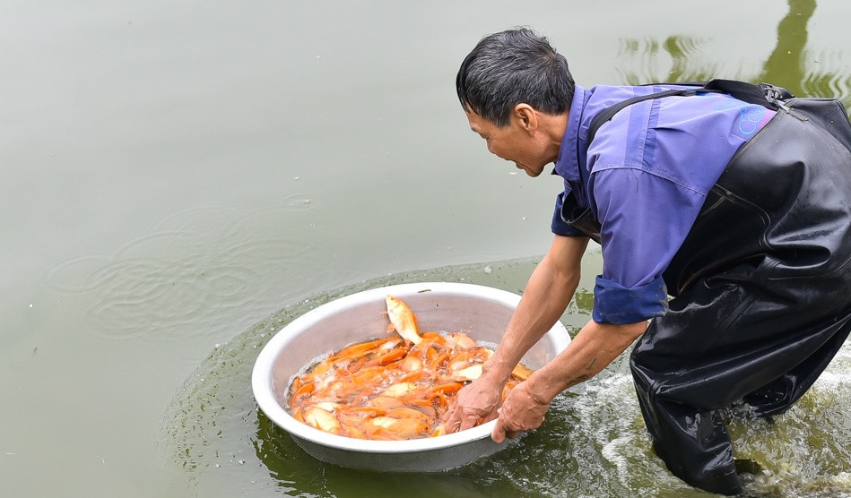 Bắt đầu từ 19-22 tháng Chạp, các hộ nuôi cá bắt đầu tập trung nhân lực thu hoạch cá trong ao. Ảnh: BTH